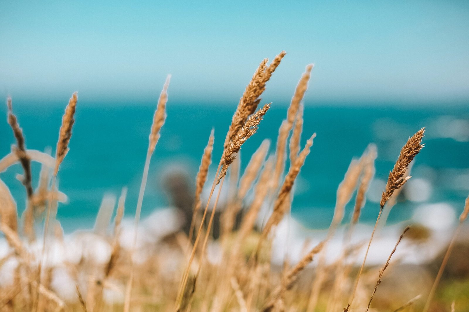 brown wheat field during daytime