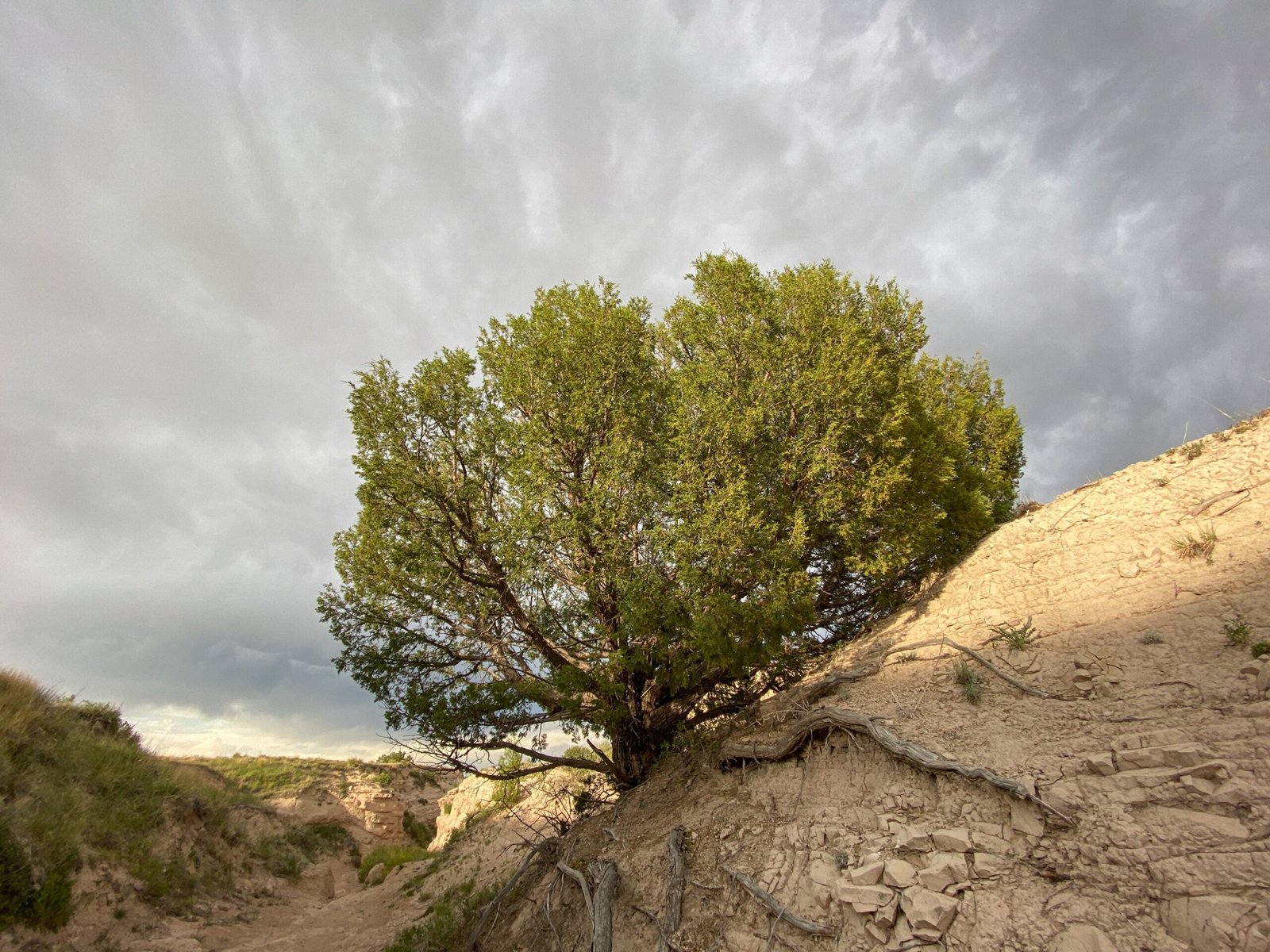 green tree on brown rock formation under white clouds and blue sky during daytime